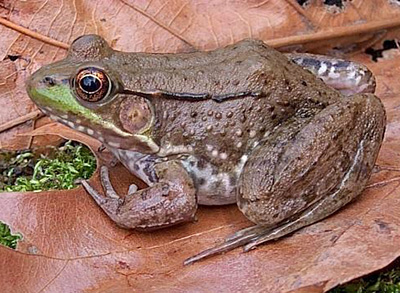 Green Frog