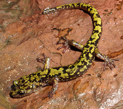Green Salamander