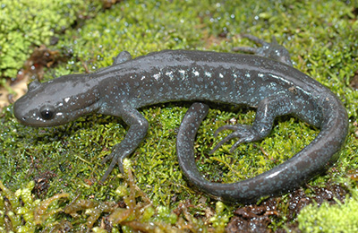 Jefferson Salamander