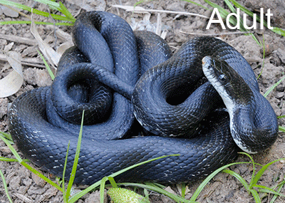 Central Ratsnake photo